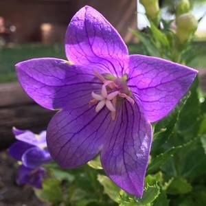 Meet your Posher, Gail